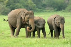 Asian elephant walking through the grassland of Yala National Park.