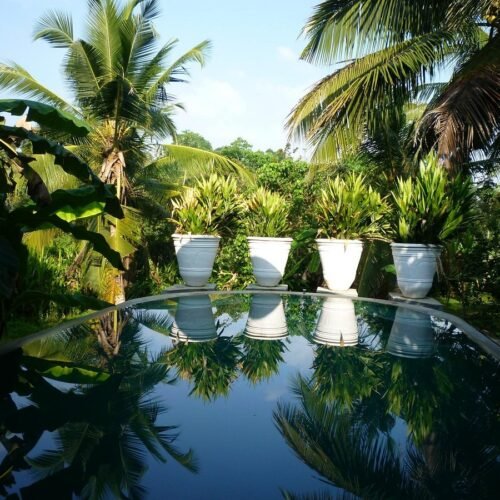 casa heliconia 6