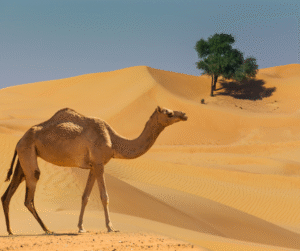 camel in the desert during a Desert Safari in Dubai